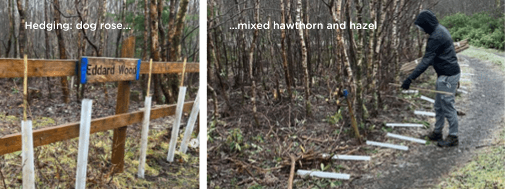 Replacing rhododendron with dog rose, hawthorn and hazel 