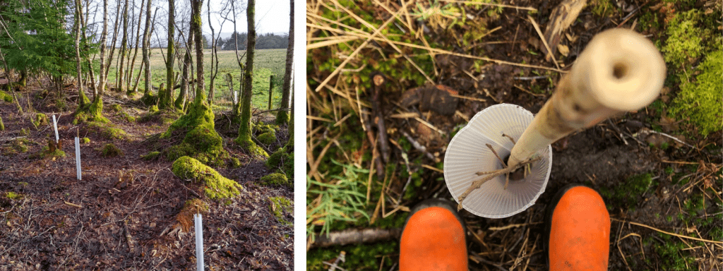 Planting trees in areas previously choked with rhododendron