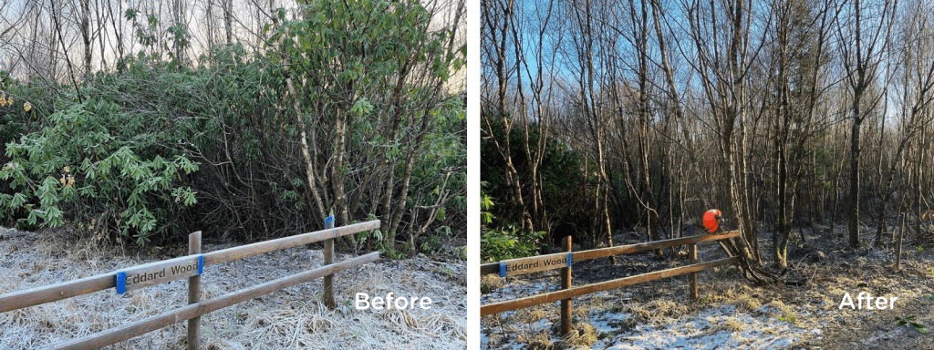 Clearing Rhododendron before and after picture