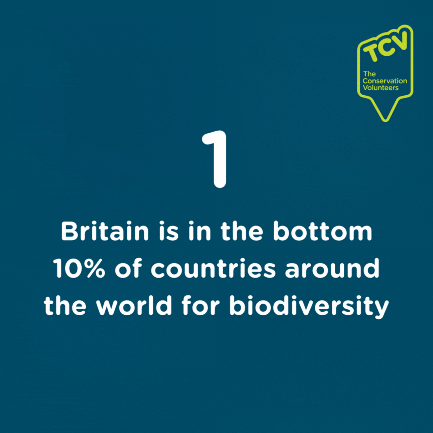 Wildlife TCV - GIF 1 Wildlife TCV - GIF 1