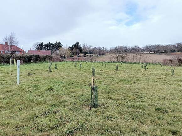 Newly planted trees in a grassy field