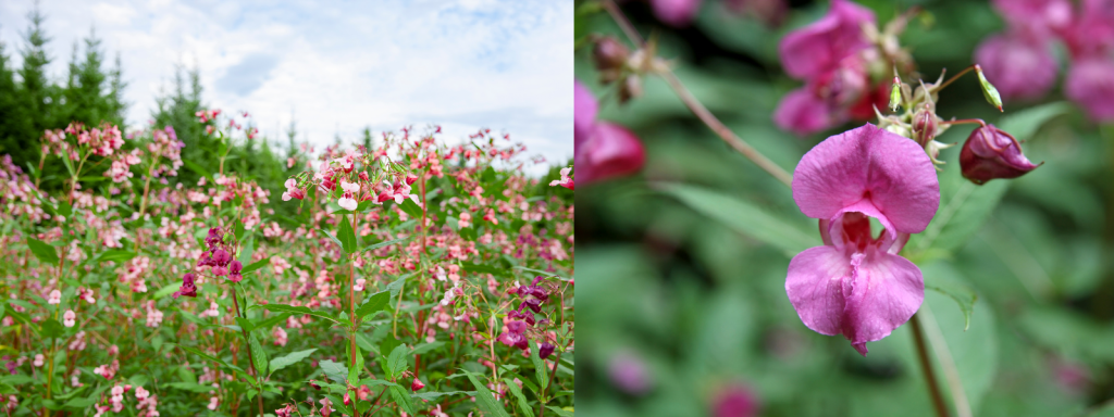 Himalayan Balsam (Impatiens glandulifera)