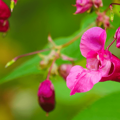 Himalayan Balsam (Impatiens glandulifera)