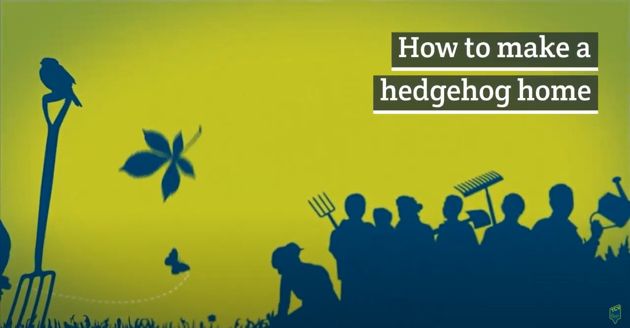 How to make a hedgehog home