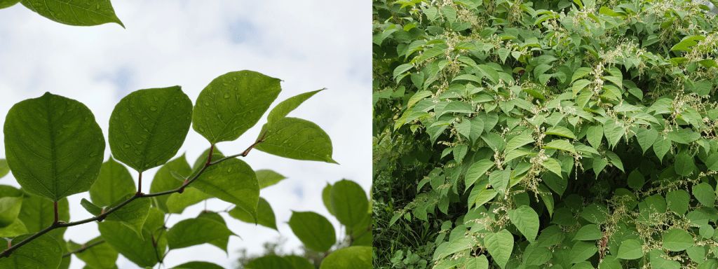 Japanese Knotweed (Fallopia japonica)