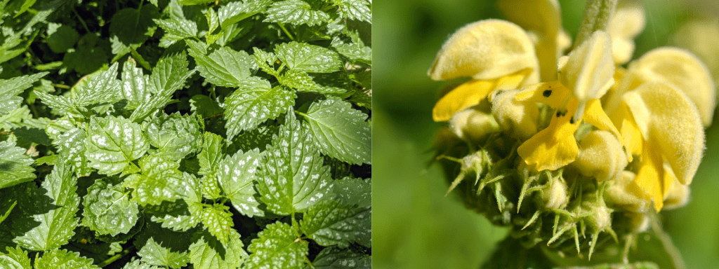 Variegated Yellow Archangel (Lamiastrum galeobdolon argentatum)