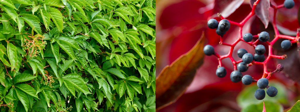 Virginia-creeper (Parthenocissus quinquefolia)
