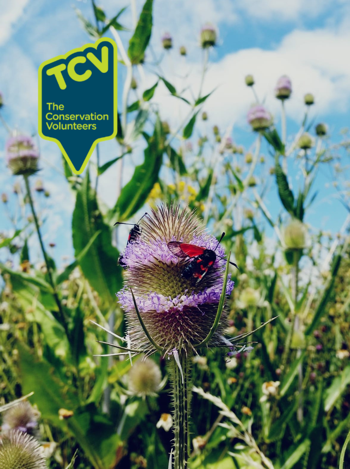 Wildlife Gardening LP1 Banner
