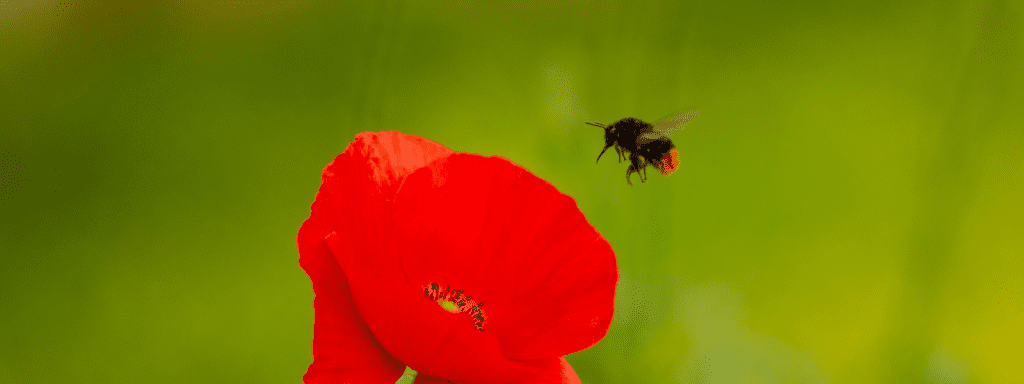 Red-tailed bumblebee
Scientific name: Bombus lapidarius