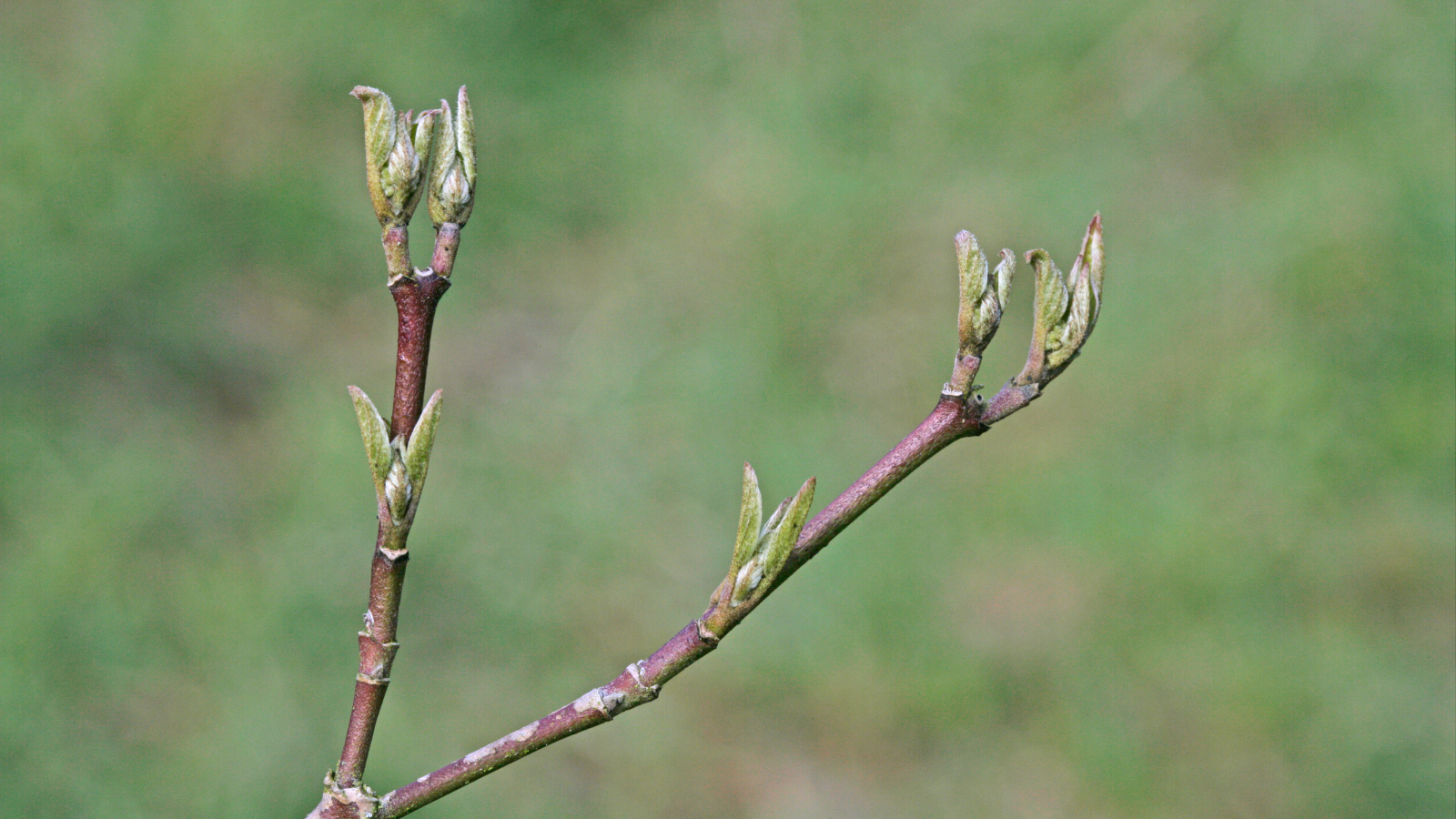 Dogwood (Cornus sanguinea) (Bark)