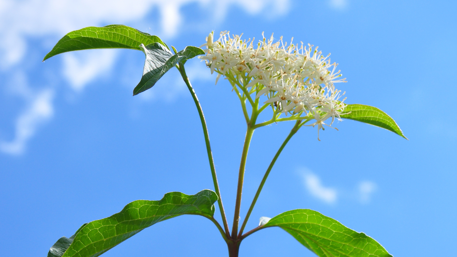 Dogwood (Cornus sanguinea) (Flowers) Dogwood (Cornus sanguinea) (Flowers)