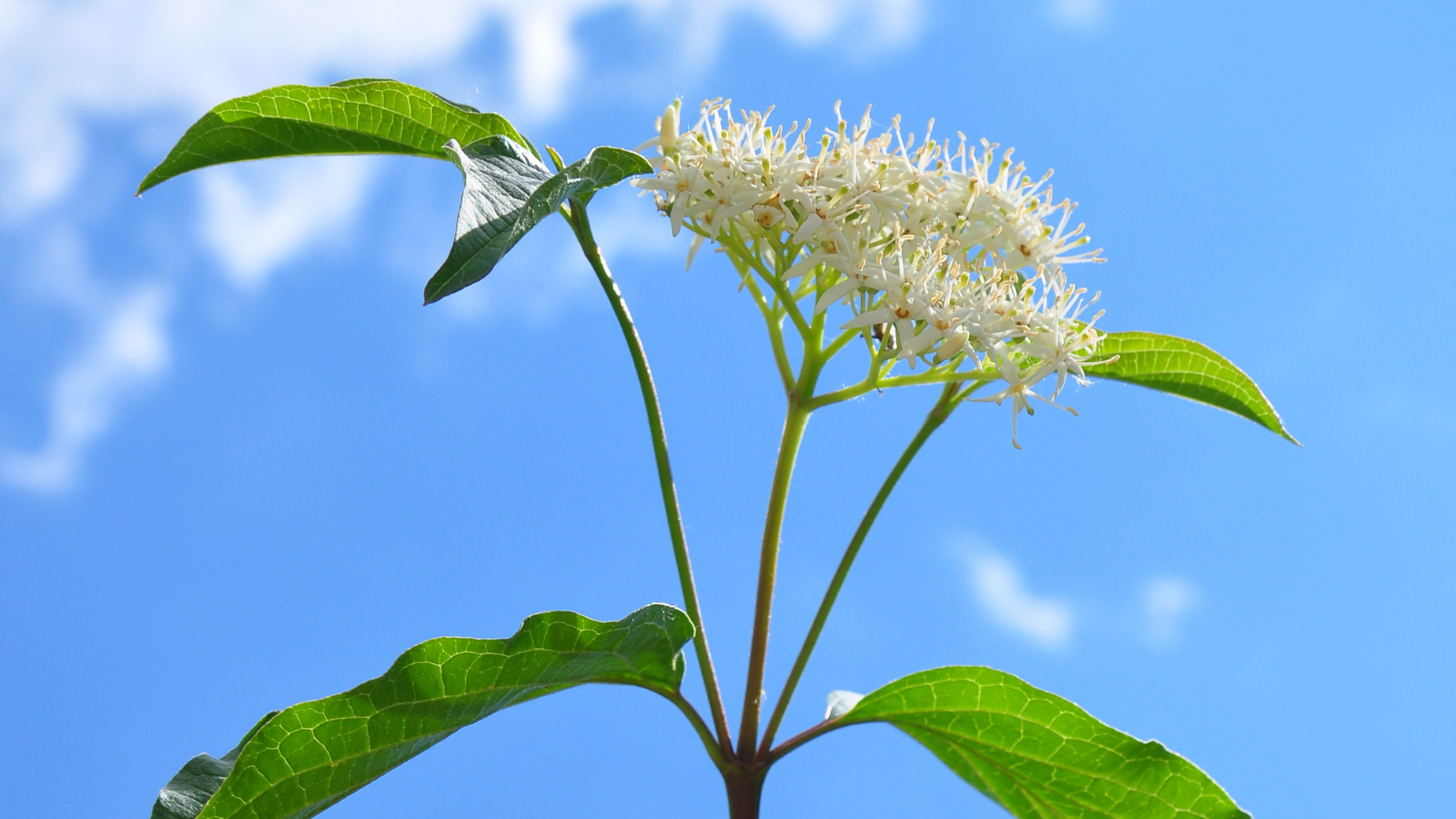 Dogwood (Cornus sanguinea) (Flowers)