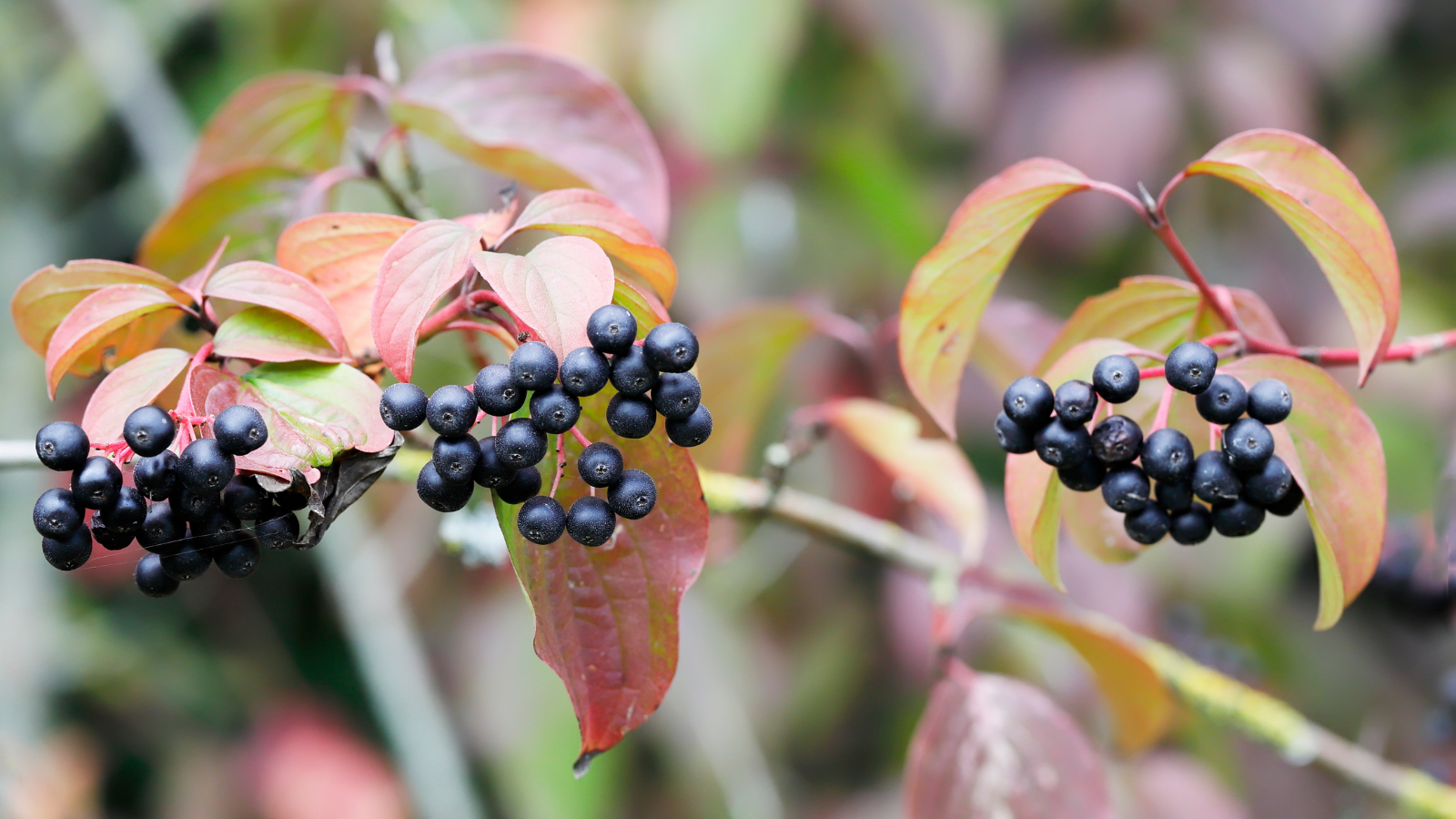 Dogwood (Cornus sanguinea) (Fruits) Dogwood (Cornus sanguinea) (Fruits)