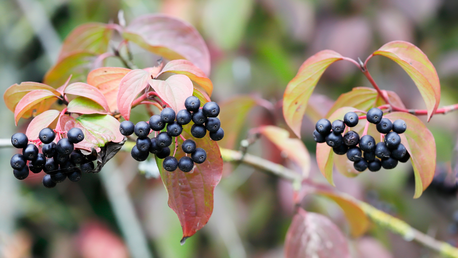 Dogwood (Cornus sanguinea) (Fruits)