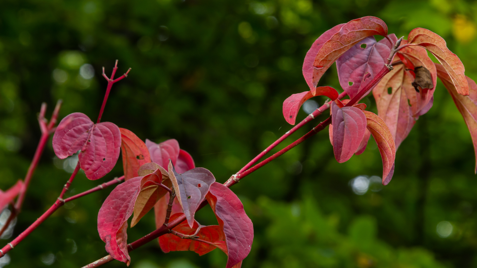 Dogwood (Cornus sanguinea) (Leaves)