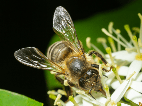 Bee-dogwood