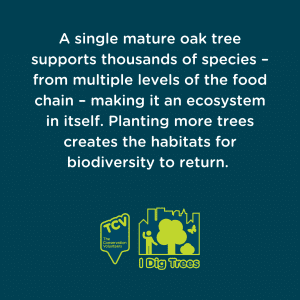 A single mature oak tree supports thousands of species – from multiple levels of the food chain – making it an ecosystem in itself. Planting more trees creates habitats for biodiversity to return.