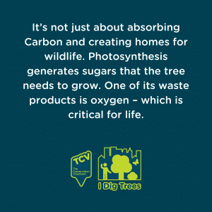 It’s not just about absorbing Carbon and creating homes for wildlife. Photosynthesis generates sugars that the tree needs to grow. One of its waste products is oxygen – which is critical for life.