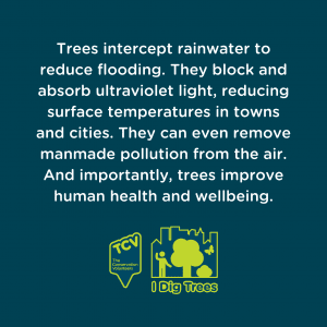 Trees intercept rainwater to reduce flooding. They block and absorb ultraviolet light, reducing surface temperatures in towns and cities. They can even remove manmade pollution from the air. And importantly, trees improve human health and wellbeing.