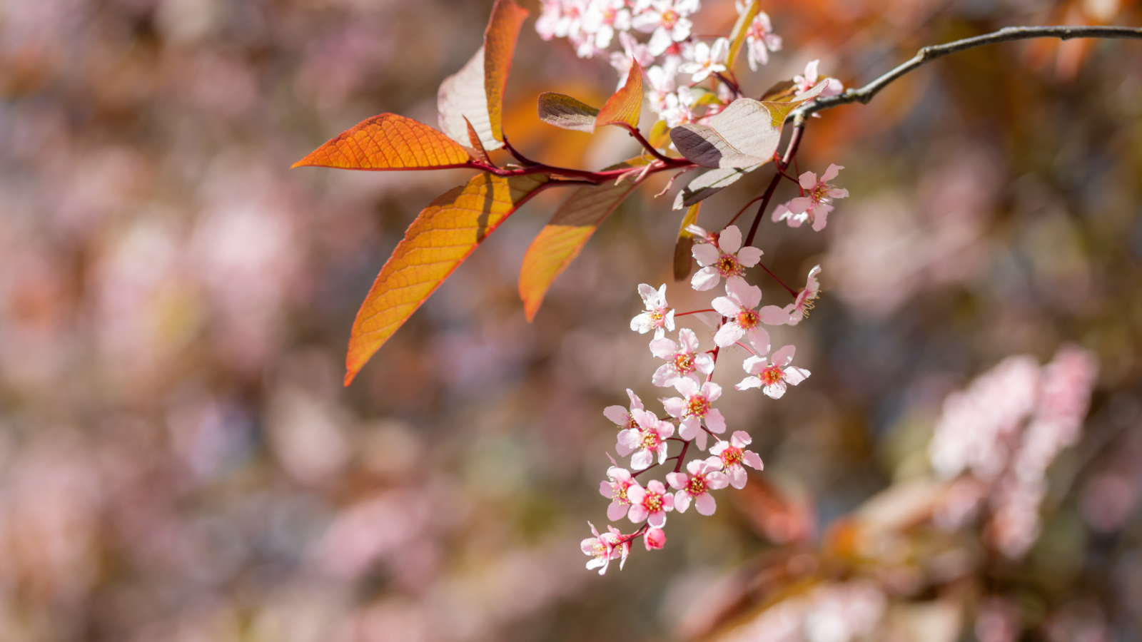 Bird Cherry (Prunus padus)