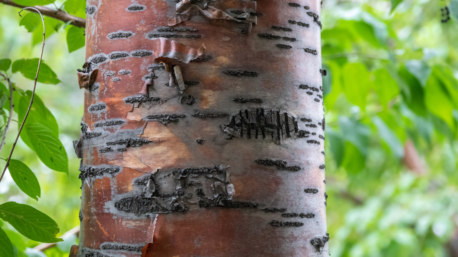 Bird Cherry (Prunus padus) (bark)