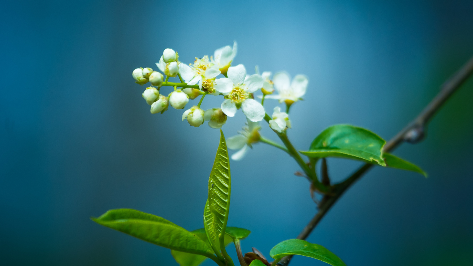 Bird Cherry (Prunus padus) (flowers)