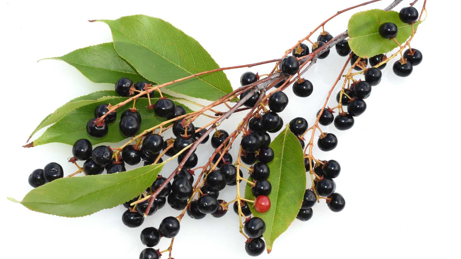 Bird Cherry (Prunus padus) (fruit)