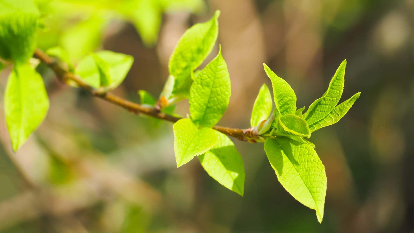 Bird Cherry (Prunus padus) (young leaves)