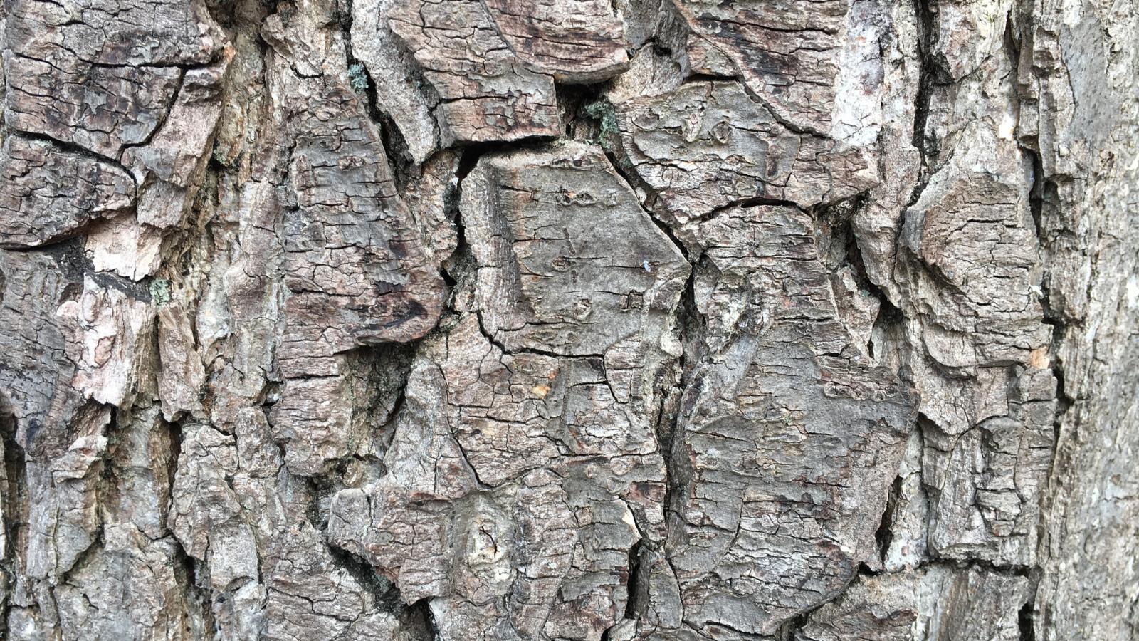 Common Alder (Alnus glutinosa) (Bark)