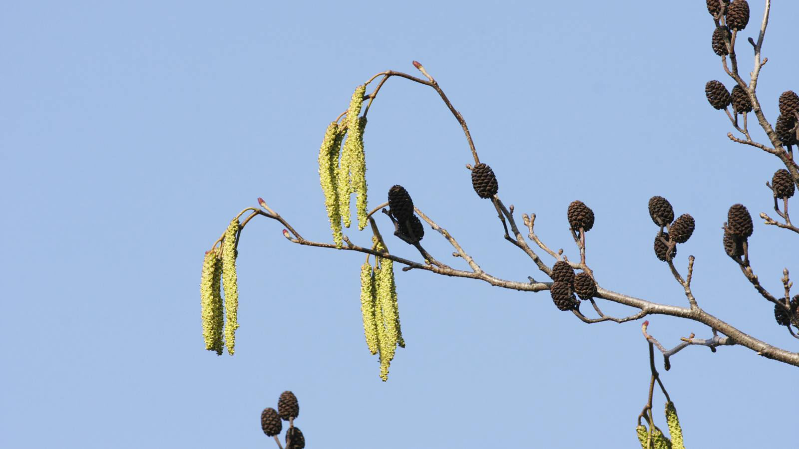 Common Alder (Alnus glutinosa) (Catkins)