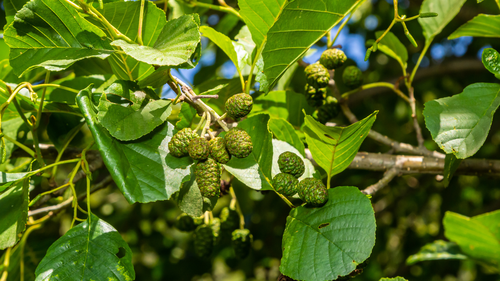 Common Alder (Alnus glutinosa) (Fruit)