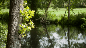 Common Alder (Alnus glutinosa) (Habitat)