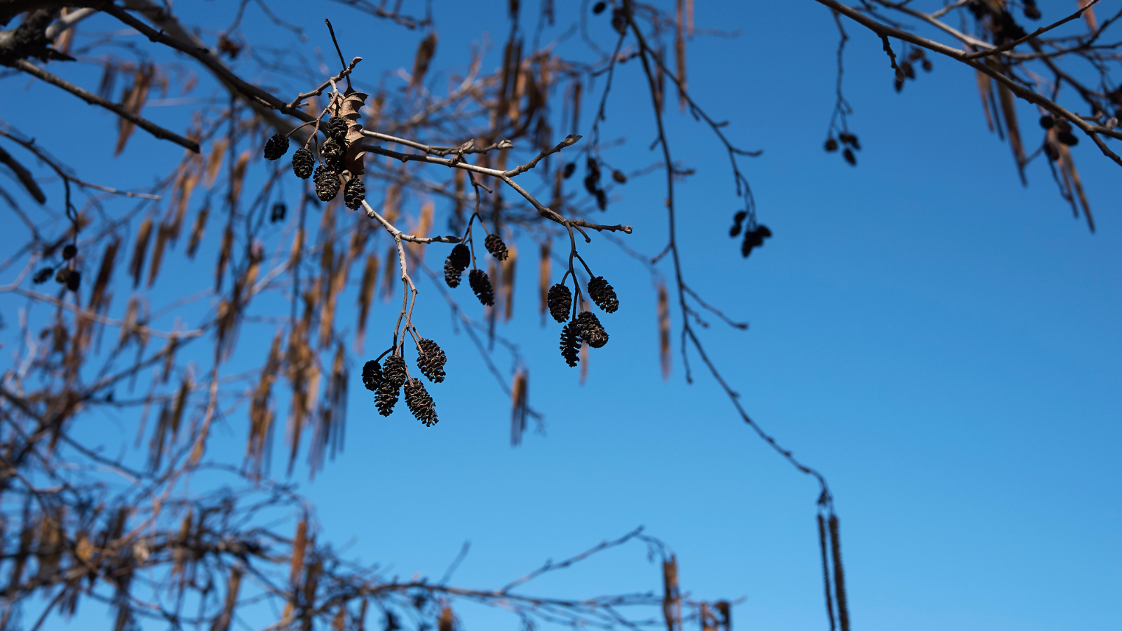 Common Alder (Alnus glutinosa)