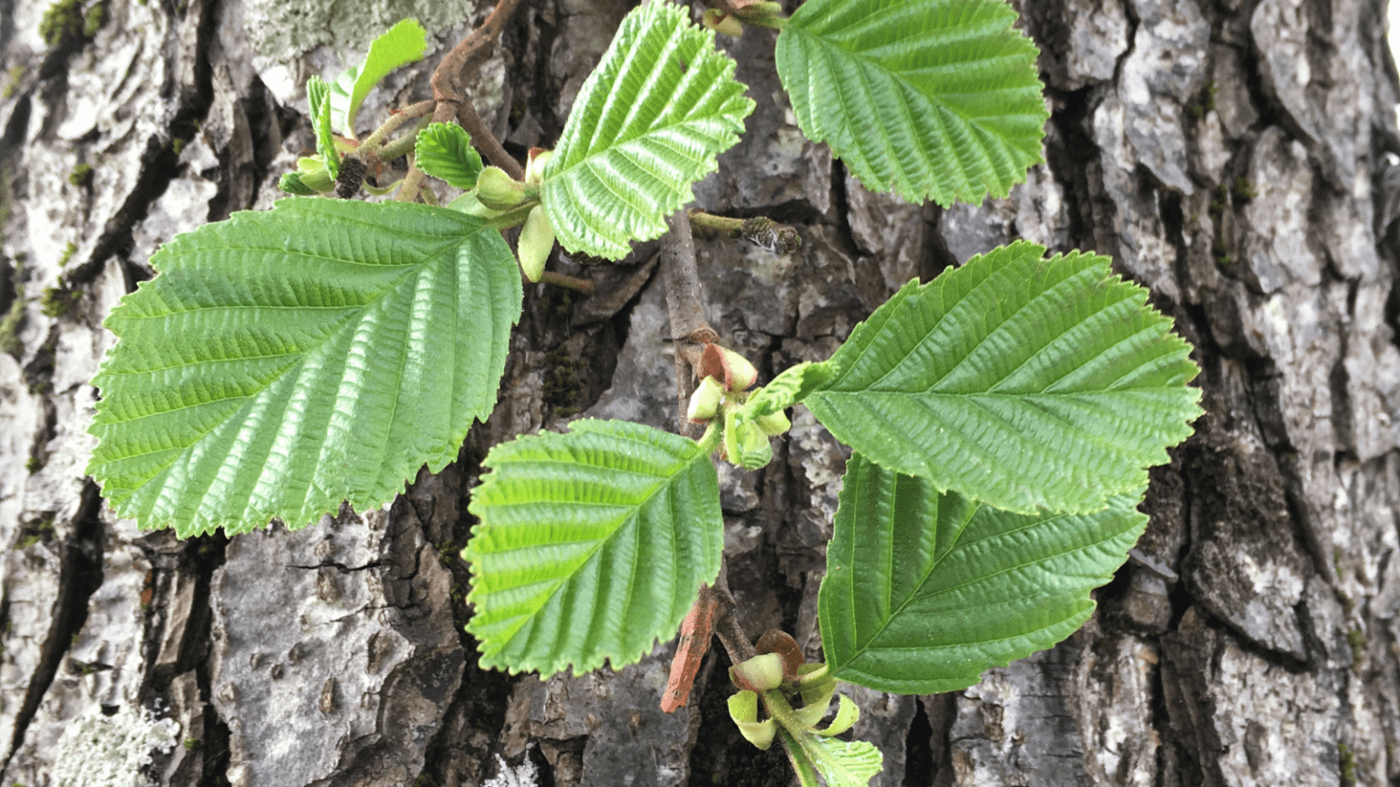 Common alder alnus glutinosa tree profile