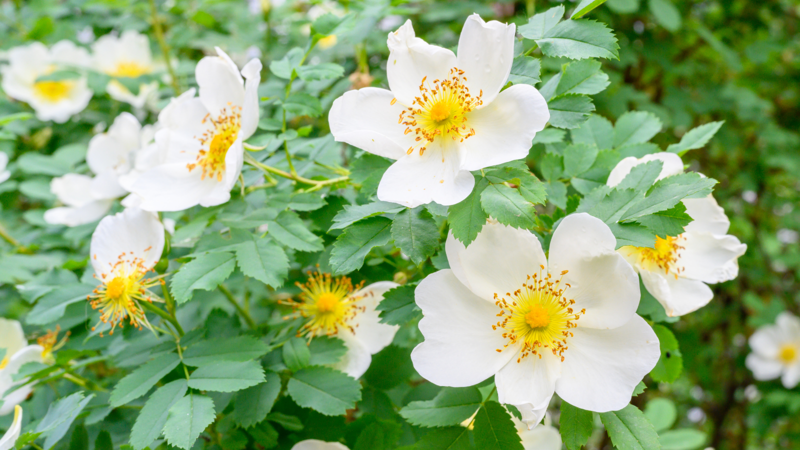 Dog Rose (Rosa canina) (Flowers)