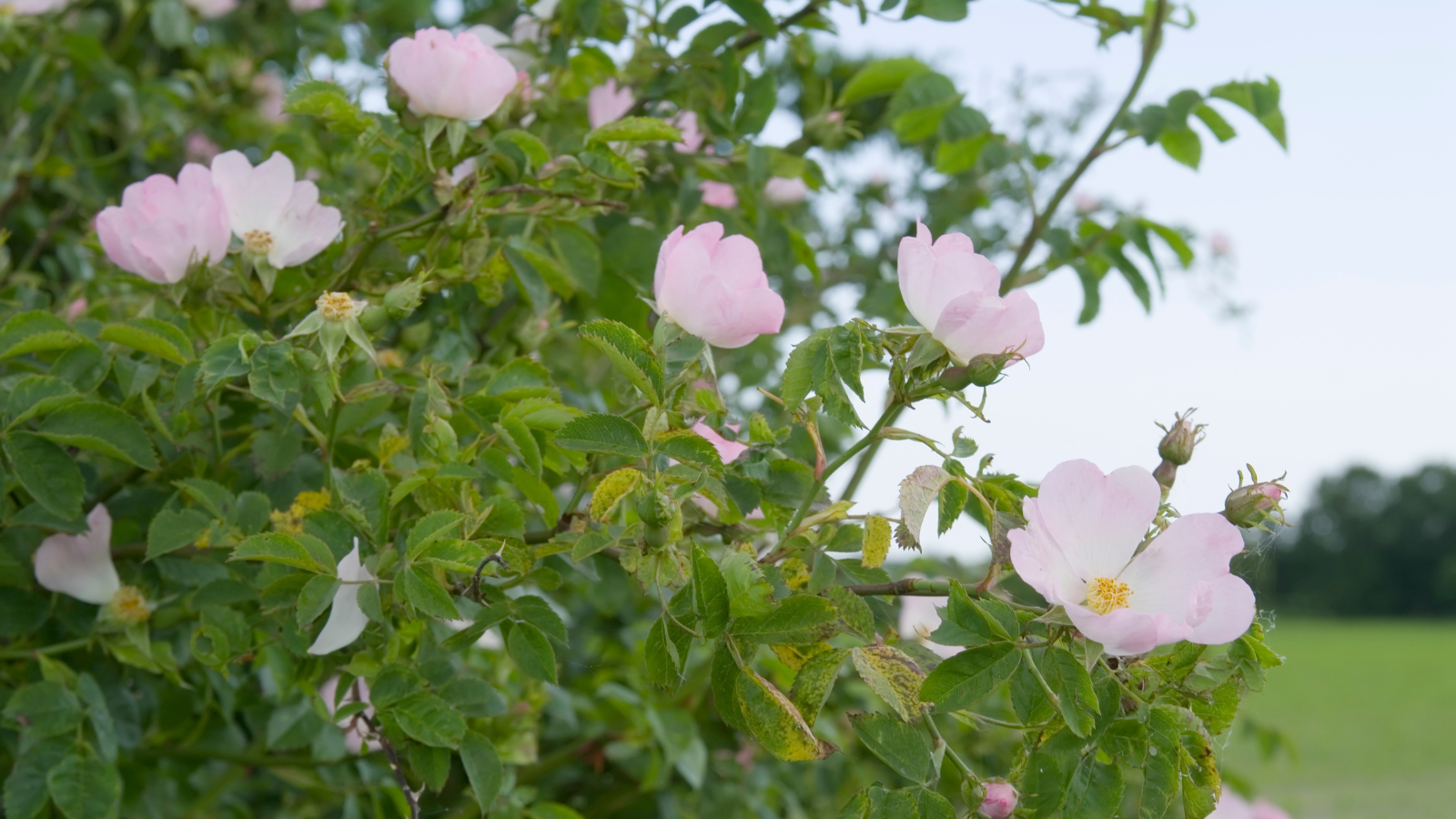 Dog Rose (Rosa canina)