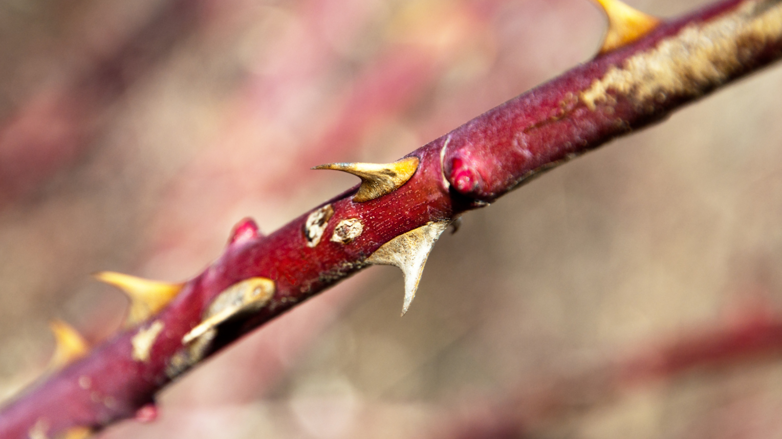 Dog Rose (Rosa canina) (bark and thorns)