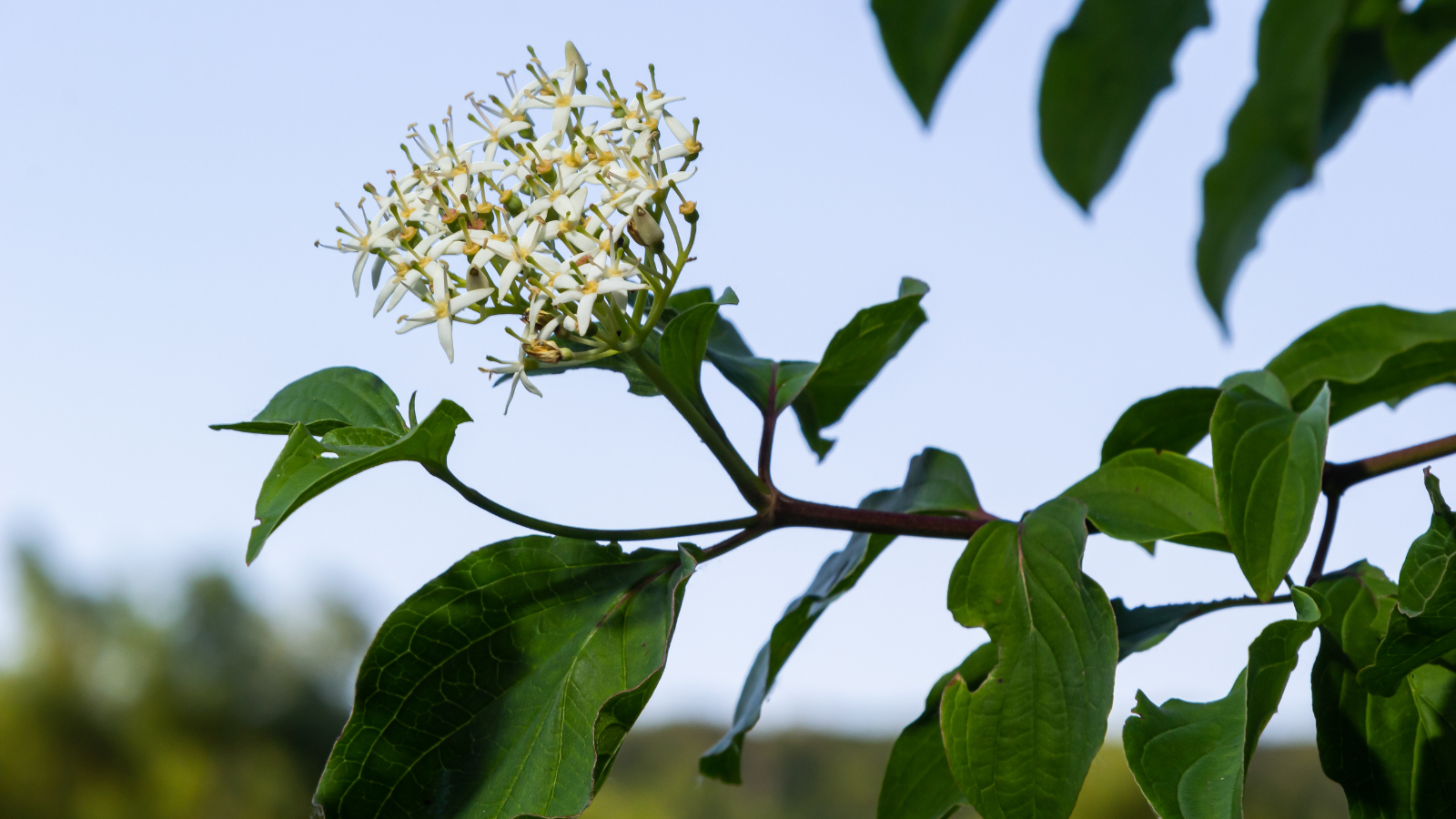 Dogwood (Cornus sanguinea)