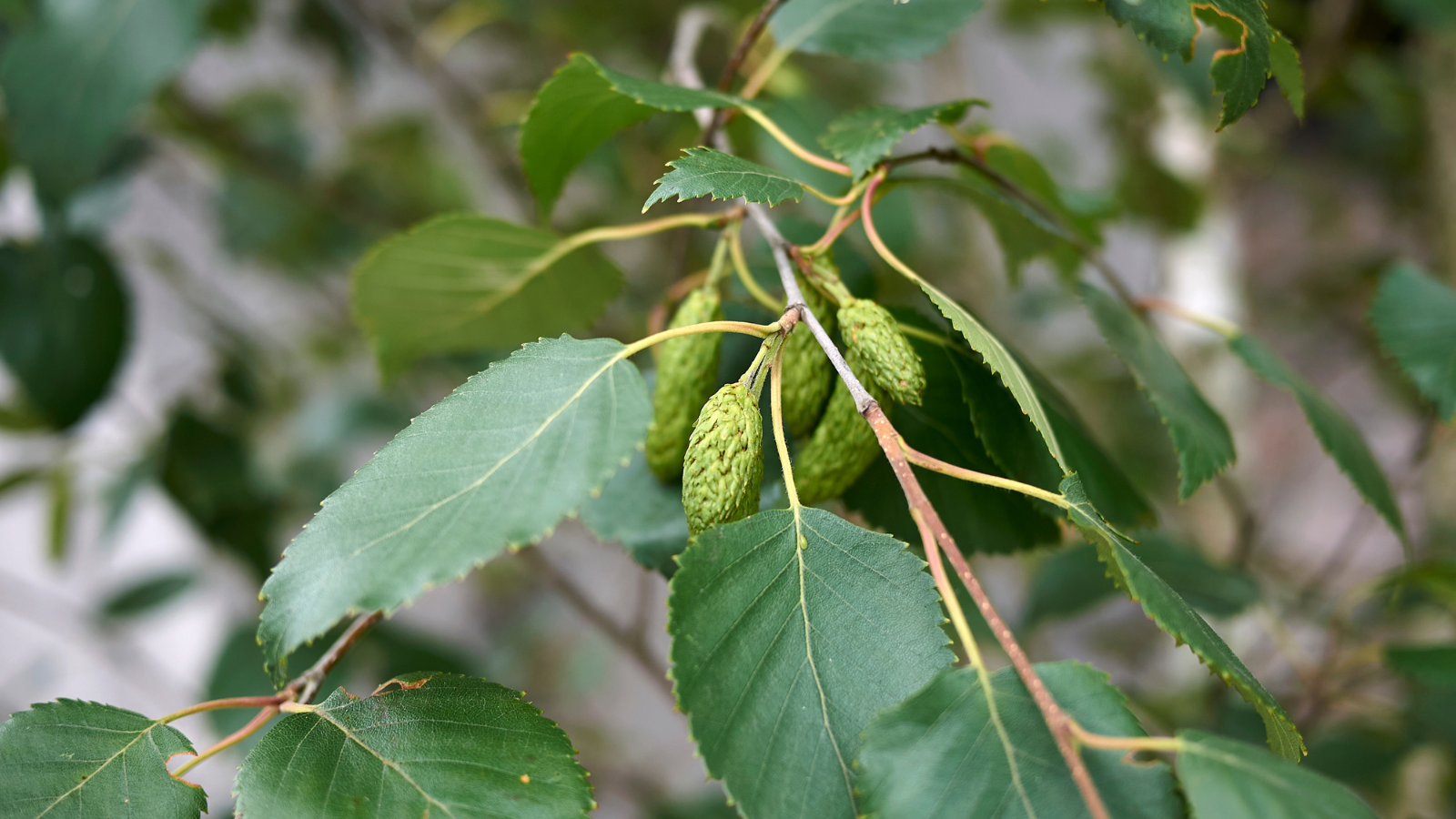 Downy Birch (Betula pubescens) (Catkins)