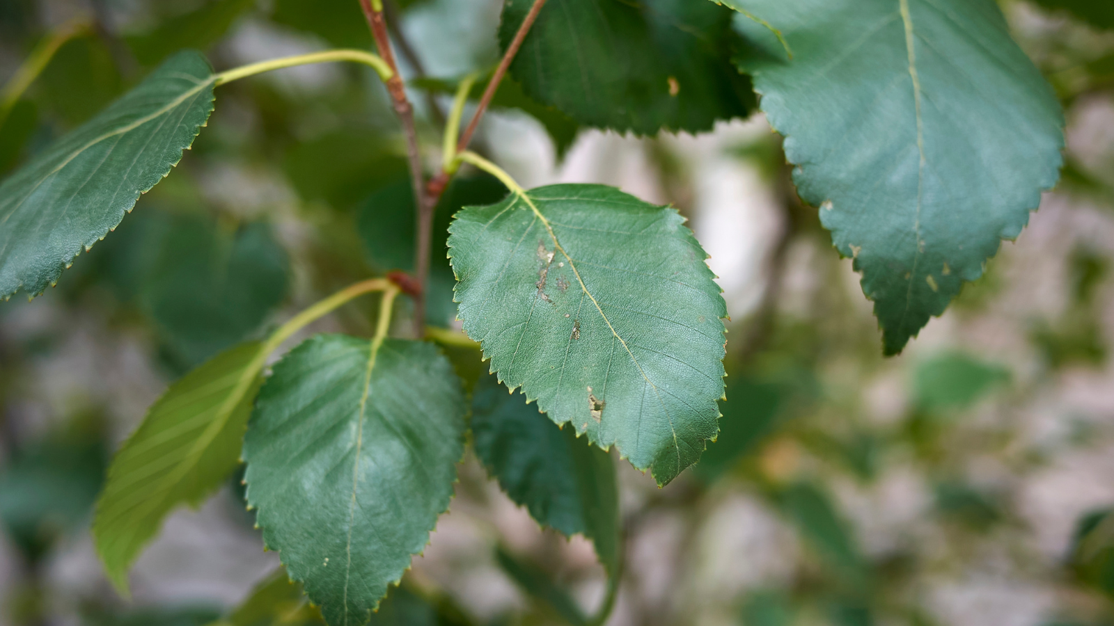 Downy Birch (Betula pubescens) (Leaves)