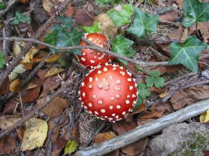 Fly agaric mushrooms under a birch tree