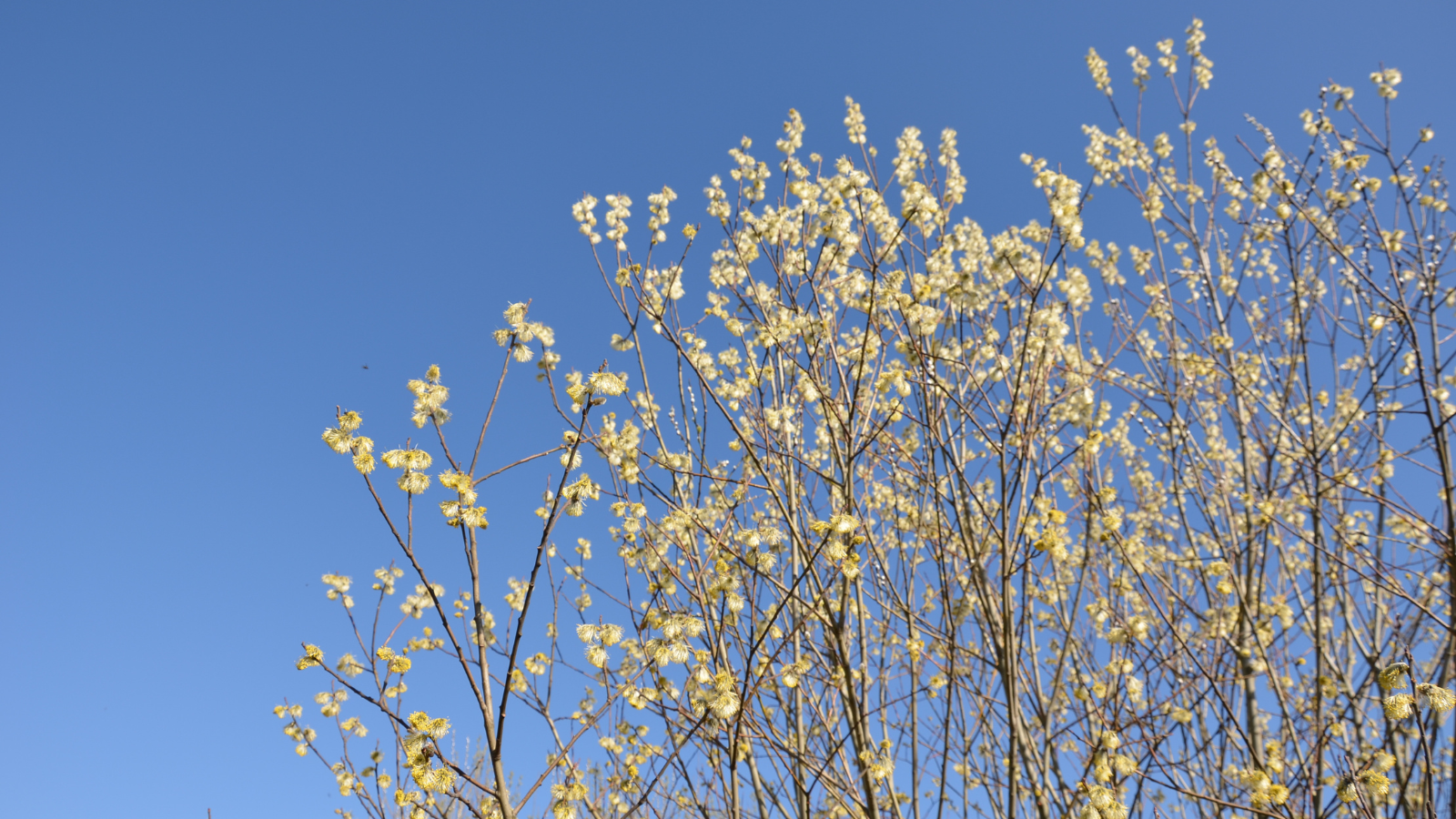 Goat Willow (Salix caprea) (Canopy)