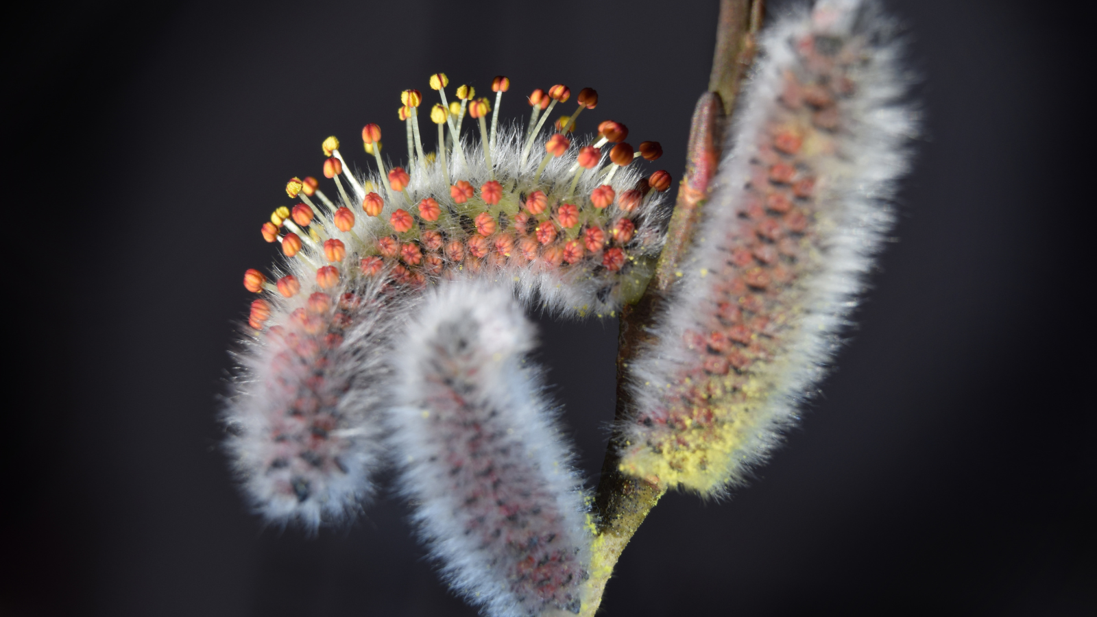 Goat Willow (Salix caprea) (Catkins)