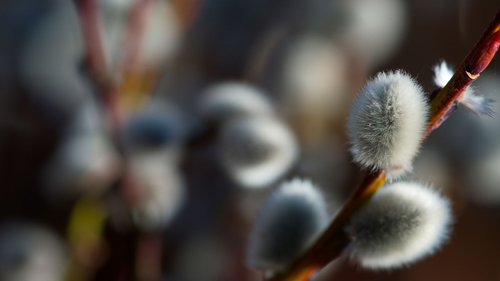 Goat Willow (Salix caprea) (Header)