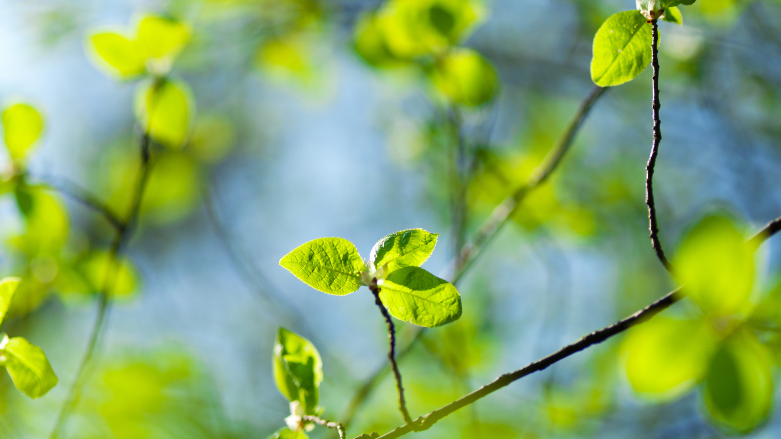 Goat Willow (Salix caprea) (Leaves)