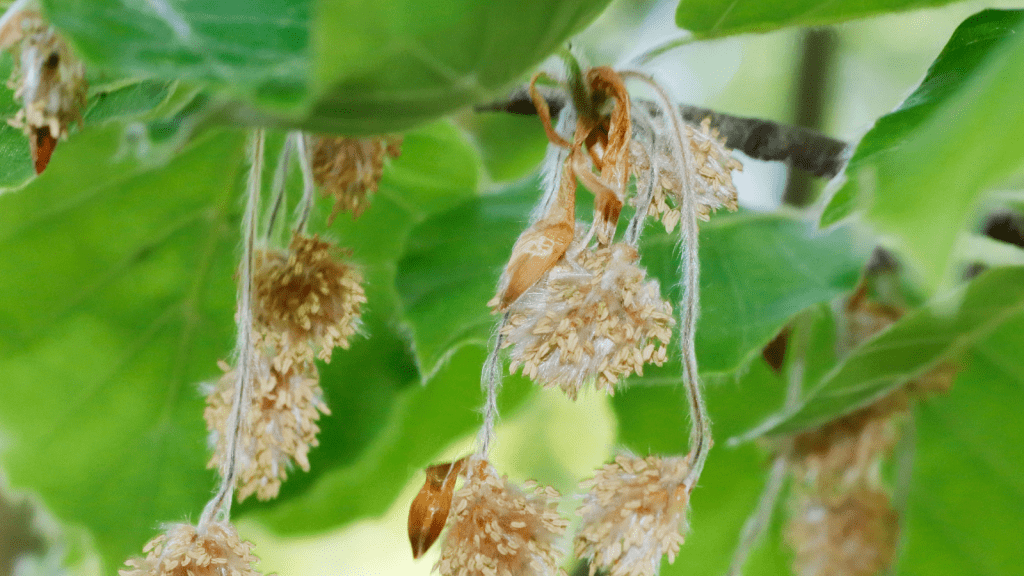 green-beech-fagus-sylvatica-tcv