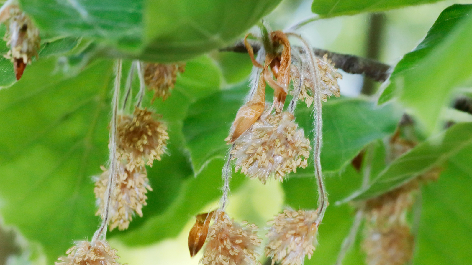 Green Beech (Fagus sylvatica) (Flowers)