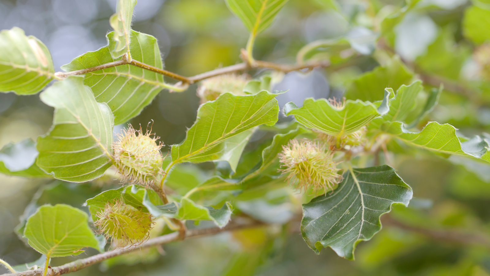 Green Beech (Fagus sylvatica) (Fruit)