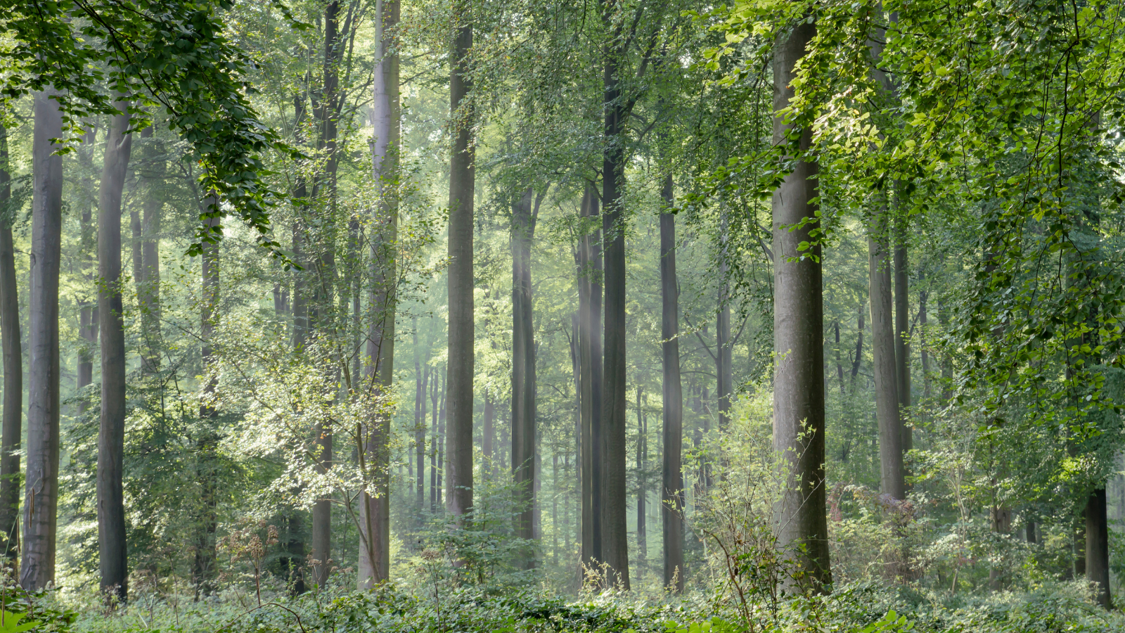 Green Beech (Fagus sylvatica)