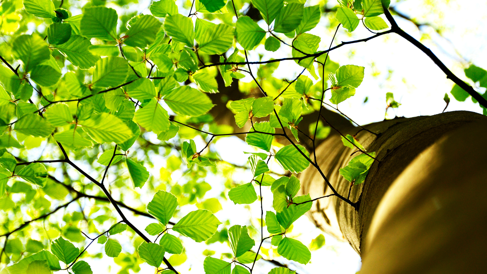 Green Beech (Fagus sylvatica) (Leaves)